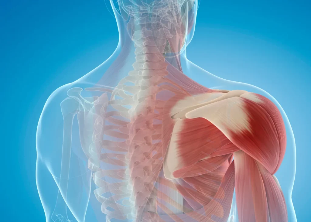 weight loss with muscle loss