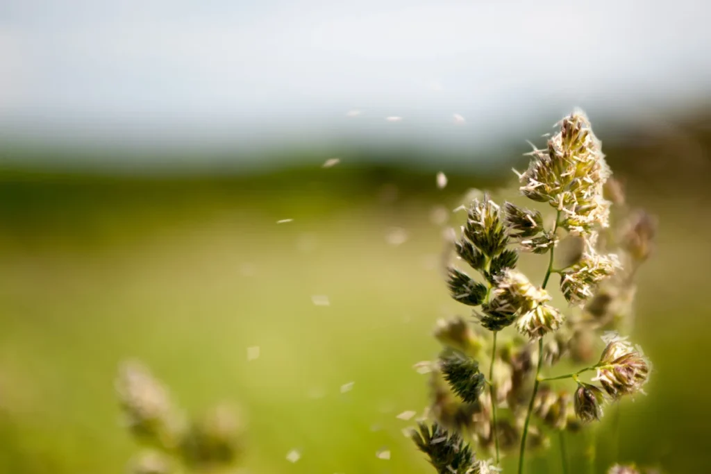 stem cell treatment for allergies