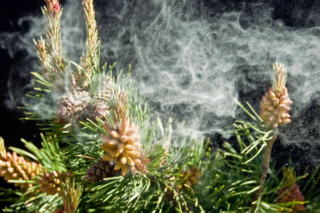 
stem cell treatment for allergies