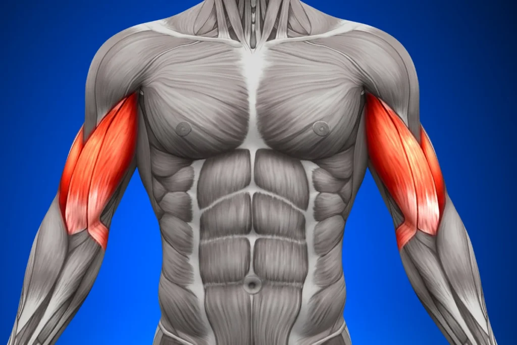 what is biceps tendinopathy
