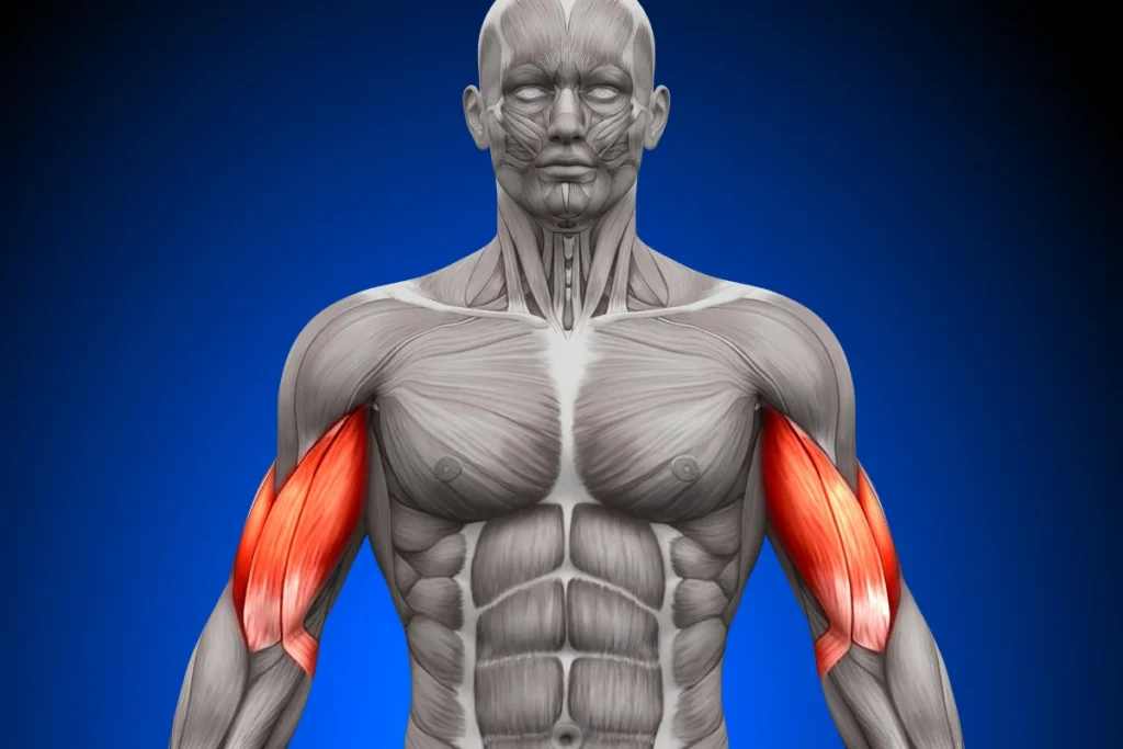 Biceps Tendon Tear Symptoms, Treatment & Recovery Time